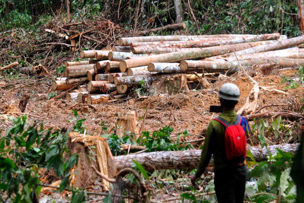 Stop illegal logging once and for all